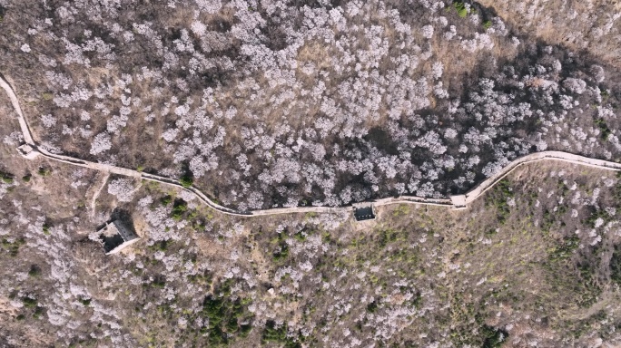 北京怀柔河防口长城花海