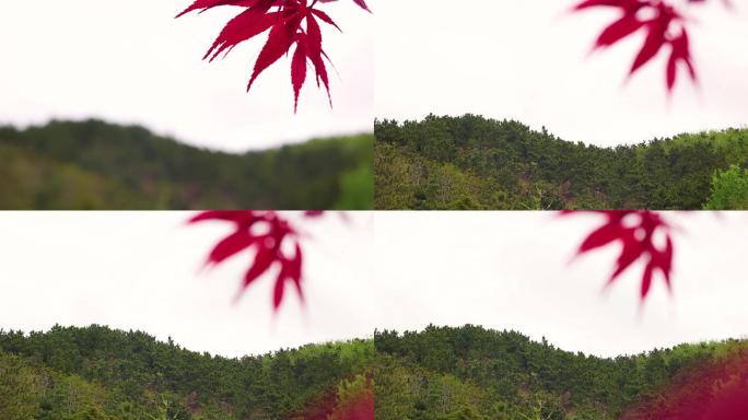 红叶 深山 森林