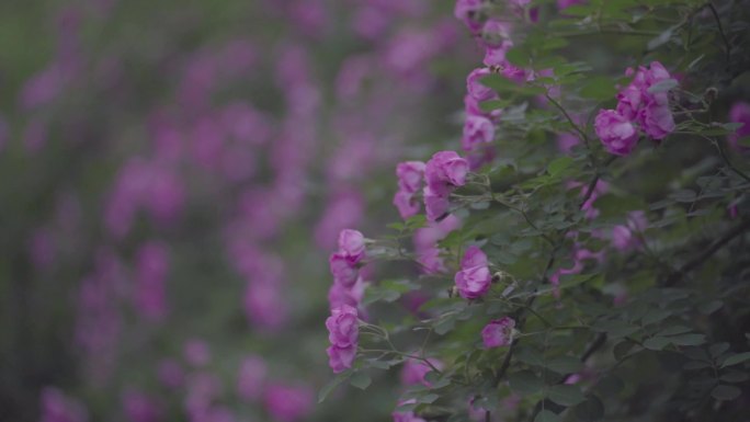 1080P蔷薇花墙湘湖