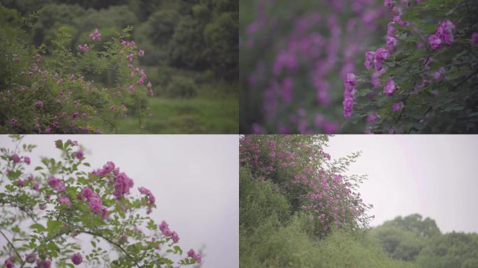 1080P蔷薇花墙湘湖