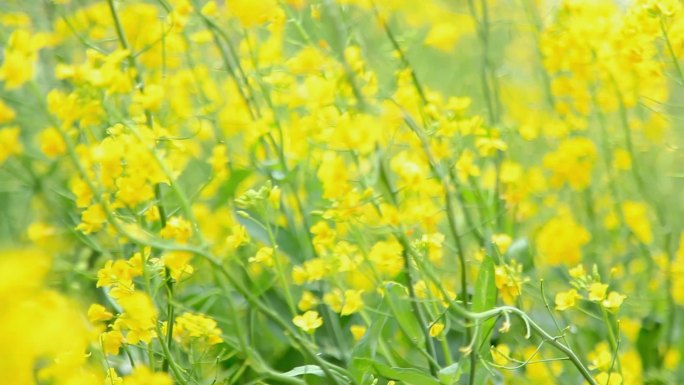 实拍油菜花空境