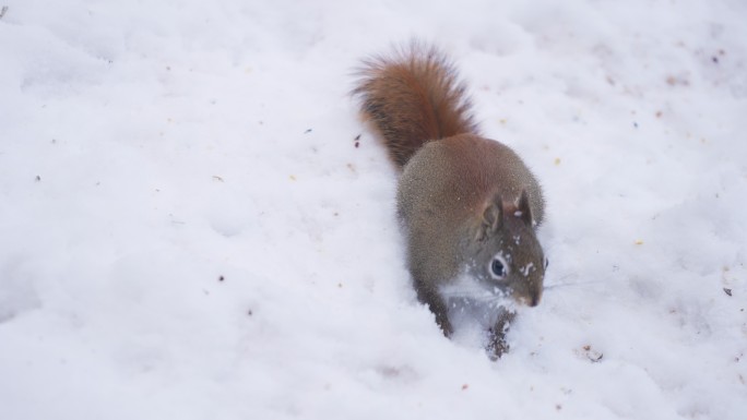 红松鼠在雪地里挖洞觅食