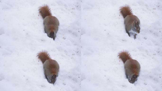 红松鼠在雪地里挖洞觅食