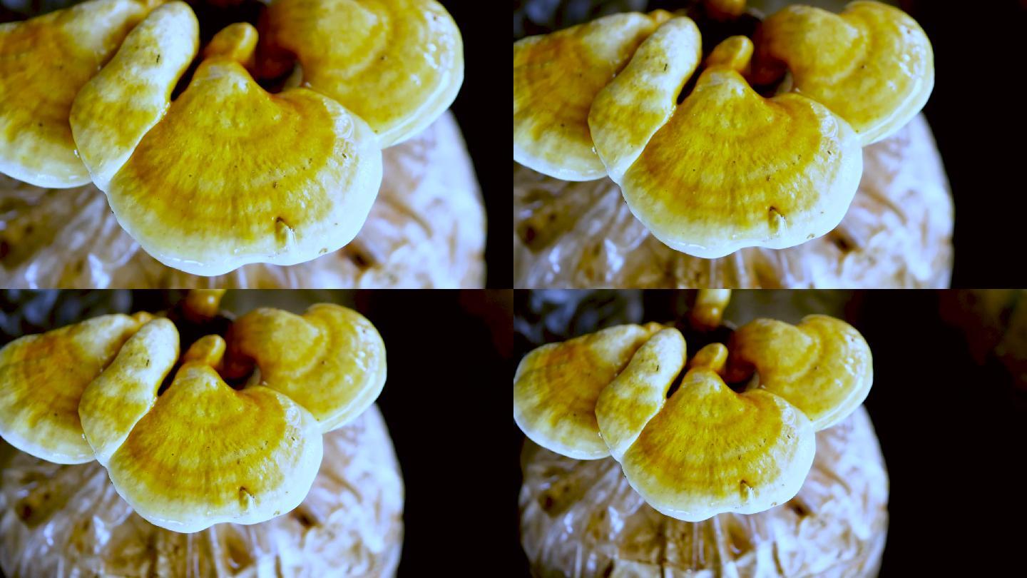 淘洗：货架上成熟的灵芝蘑菇
