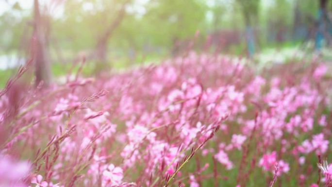 花朵 花雨天的野花 野花卉 公园里的花草