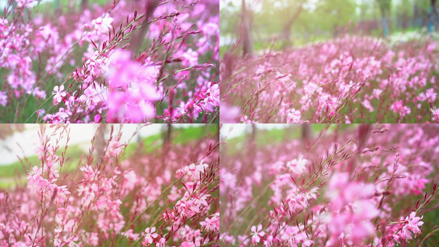 花朵 花雨天的野花 野花卉 公园里的花草