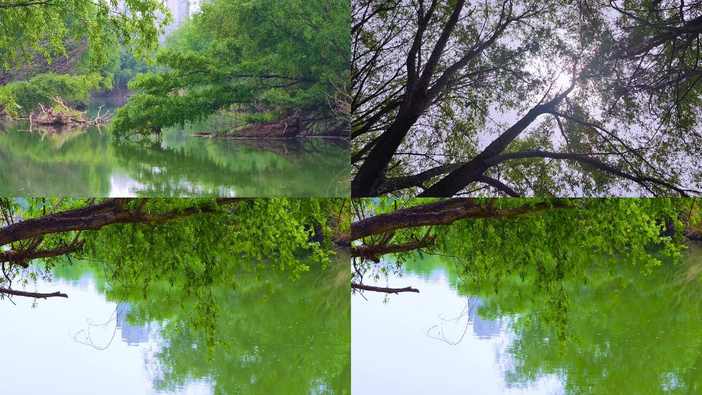 【4K】视频素材河边植物垂水面