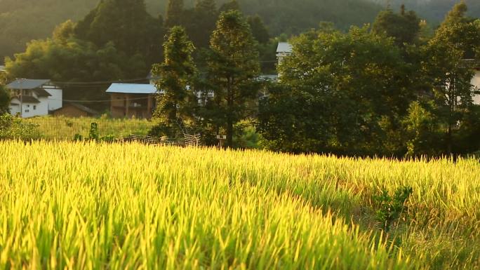 平移拍摄阳光下的黄金稻田