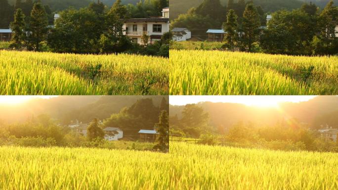 平移拍摄阳光下的黄金稻田