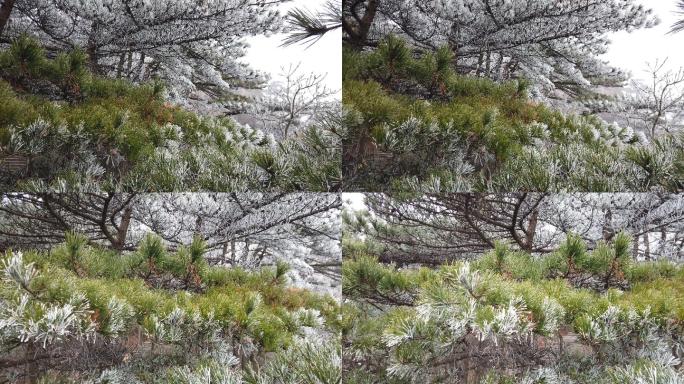 中国黄山4K黄山冰雪松树冬季