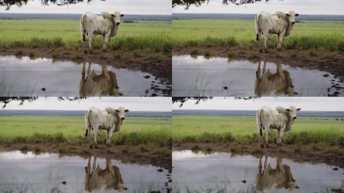 观看巴西马托格罗索州的公牛放牧