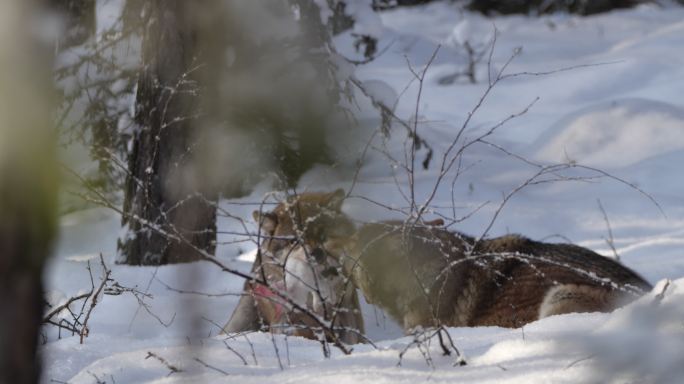 两只狼和野兔，冬季森林，白俄罗斯
