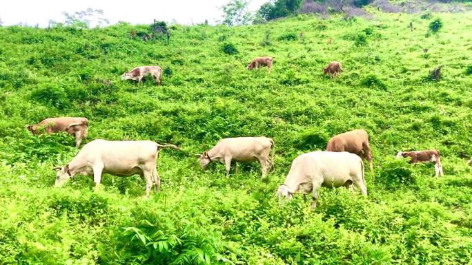 牛儿在山上吃草