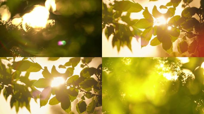 【4K原创】阳光 绿叶 意境光斑 空镜