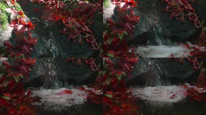 秋天，在森林深处的一条小溪中，倾斜的枫叶漂浮在水面上。森林中的小瀑布，岩石上有枫叶。