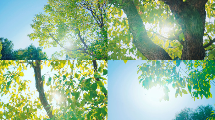 抚摸早晨的阳光 树荫绿荫阳光春分春风立夏