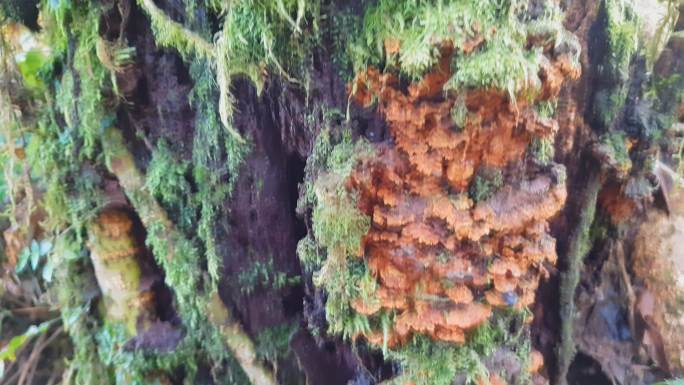灵芝蘑菇与苔藓林食物