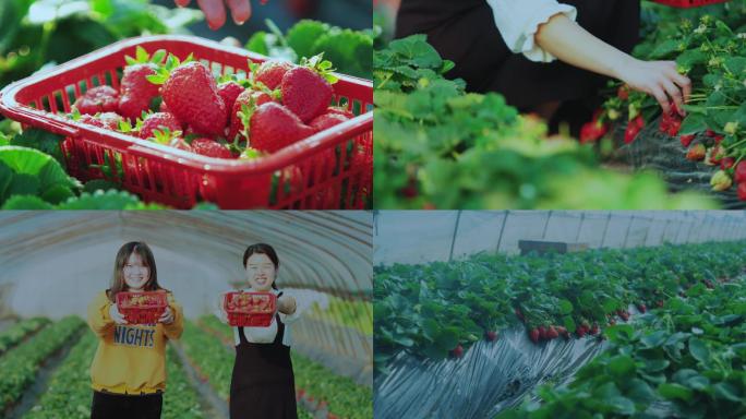 草莓大棚里摘草莓