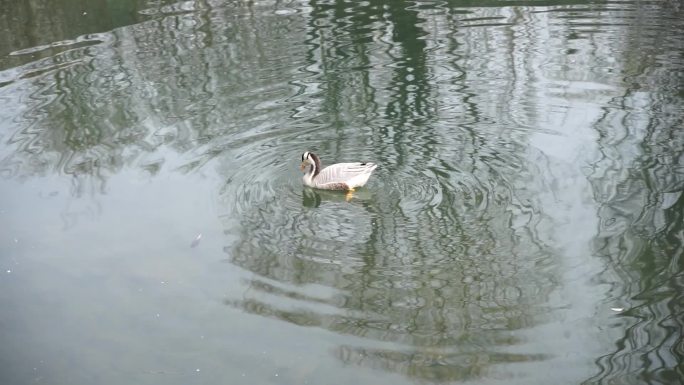 水中的鸭子斑头雁在游动