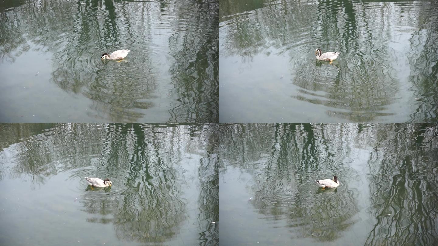 水中的鸭子斑头雁在游动