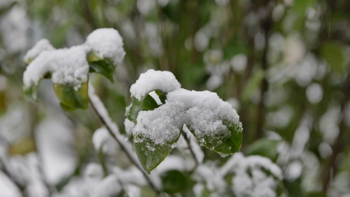 雪落在树叶上