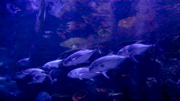 唯美海底世界各种鱼游过壮观视频