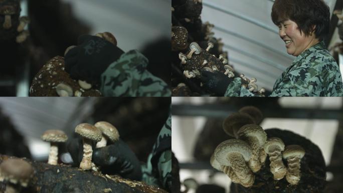菌菇大棚农户采摘菌菇