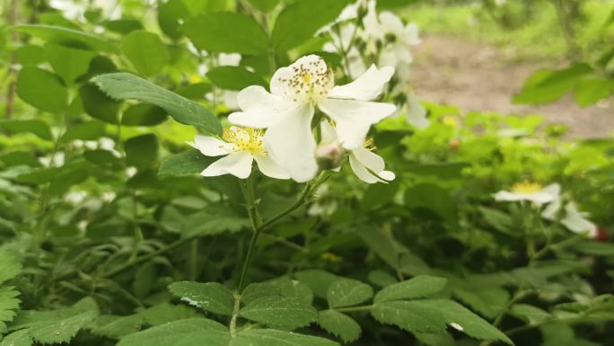 唯美小蔷薇花特写