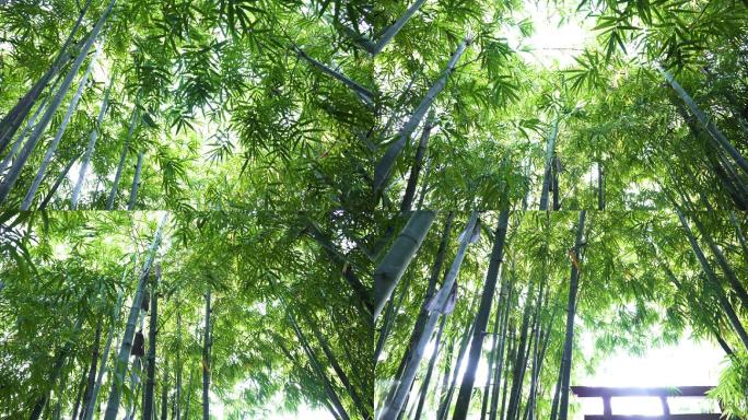 绿色竹林的低角度视图，明亮的阳光照射在牌坊门上。