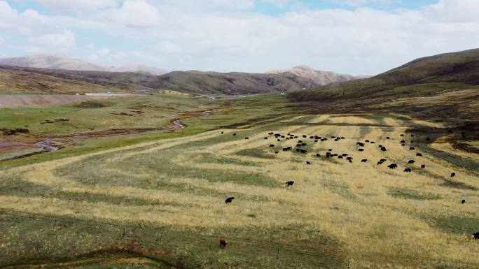 高原牧场牦牛群航拍