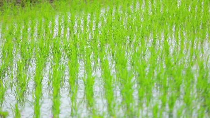 春雨滋润水稻田水稻生长