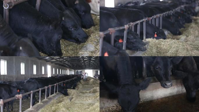 安格斯肉牛养殖畜牧养殖乡村振兴养殖场