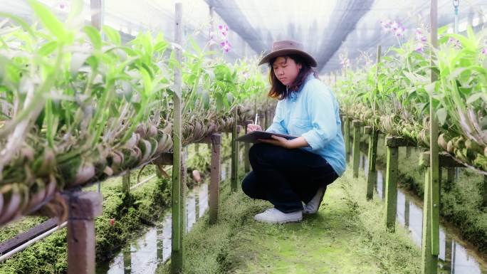 4K慢镜头：亚洲女农场主使用科技数字平板电脑在兰花农田中行走，检查质量控制、农业或农产工业概念。