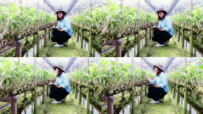 4K慢镜头：亚洲女农场主使用科技数字平板电脑在兰花农田中行走，检查质量控制、农业或农产工业概念。