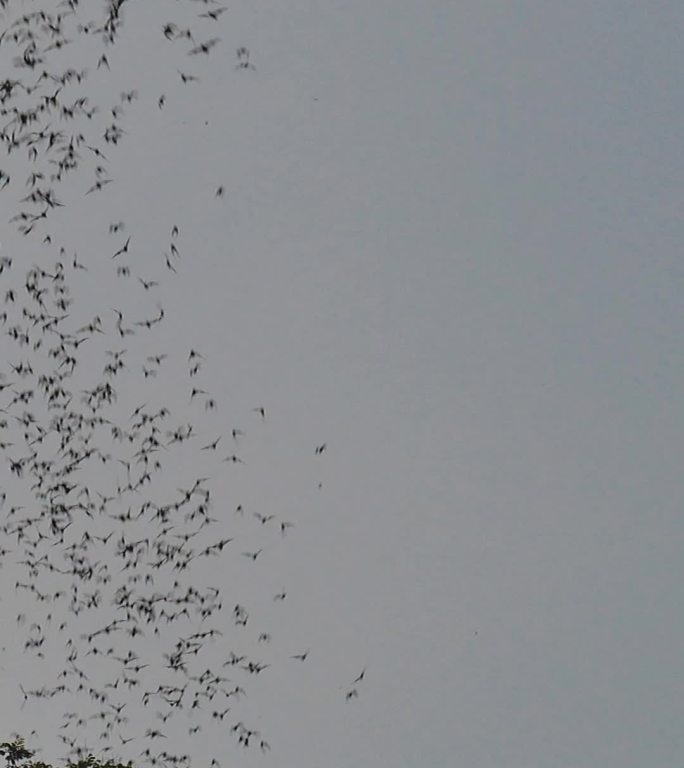 一群蝙蝠在天空中飞翔。