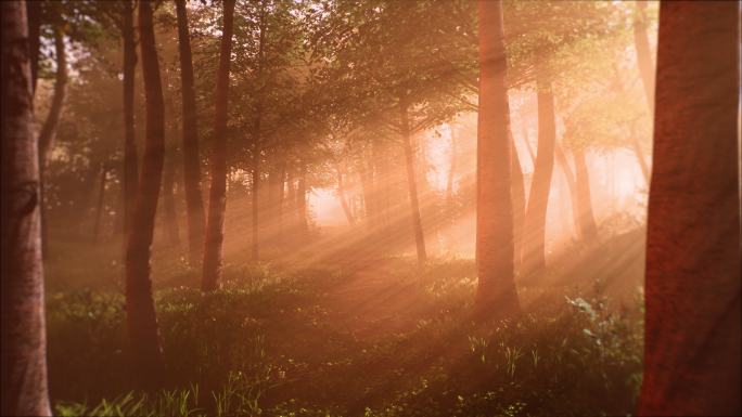 森林里的早晨森林里的早晨