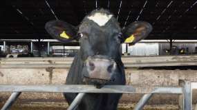 来自霍尔斯汀的小母牛（母牛）在谷仓里繁殖过冬。视频素材