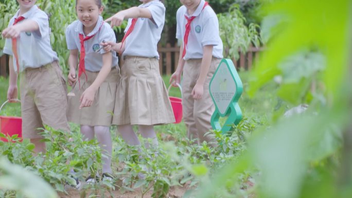 学校学生小菜园种植