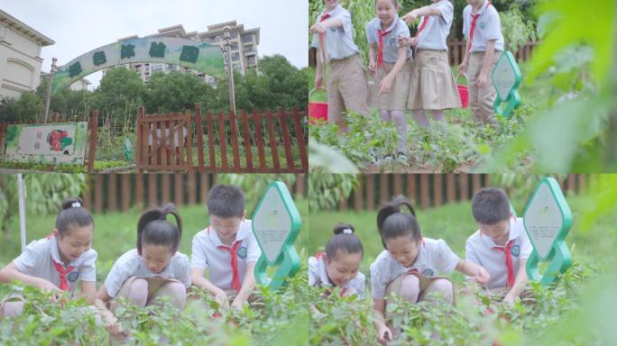 学校学生小菜园种植