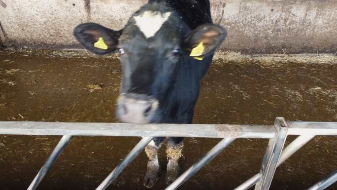 来自霍尔斯汀的小母牛（母牛）在谷仓里繁殖过冬。