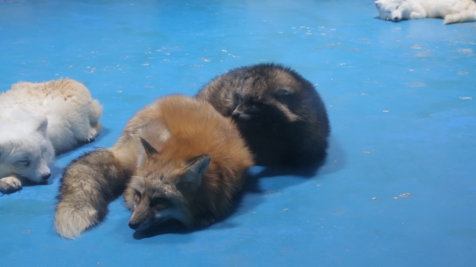 可爱的北极狐群居生活行走视频