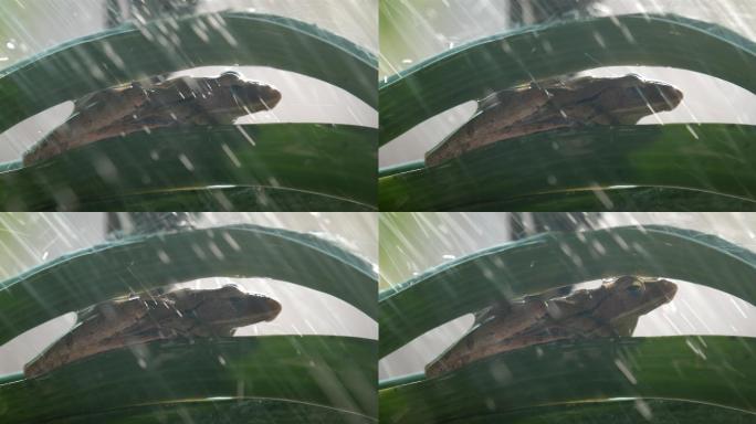 兰花上的青蛙，淋浴慢动作
