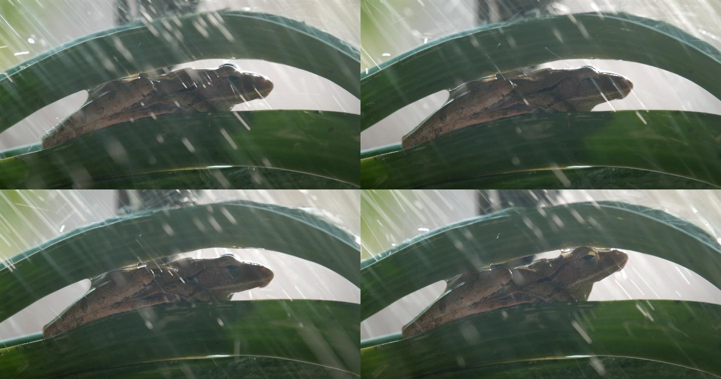 兰花上的青蛙，淋浴慢动作