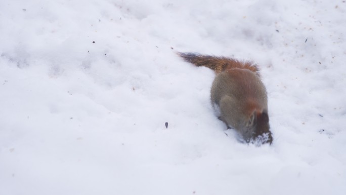 红松鼠在雪地上觅食