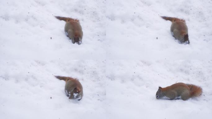 红松鼠在雪地上觅食
