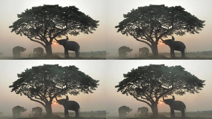黄金时段精彩的泰国野生动物园上午，在泰国昌村的田野上，管理员和大象在树下相遇。
