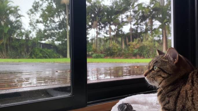 塔比猫在家里看着窗外的雨