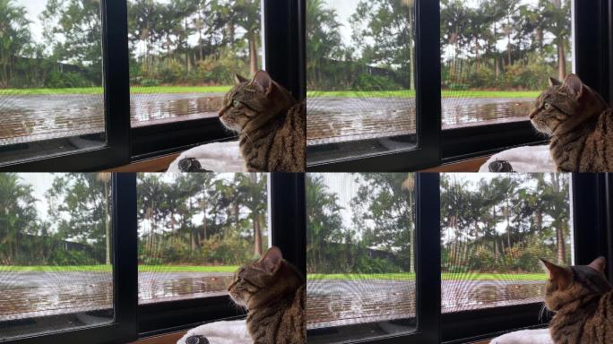 塔比猫在家里看着窗外的雨