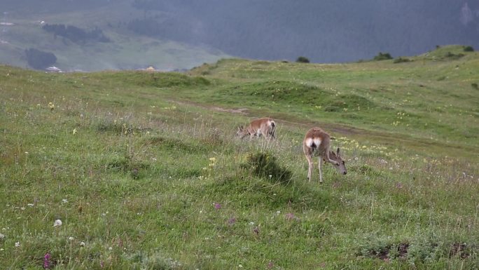 草原上的藏羚羊保护野生动物生态环境
