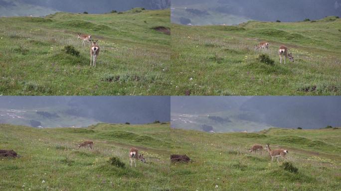 草原上的藏羚羊保护野生动物生态环境